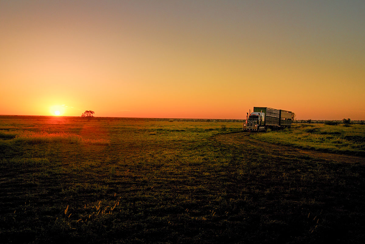 Trucking sheep and cattle
